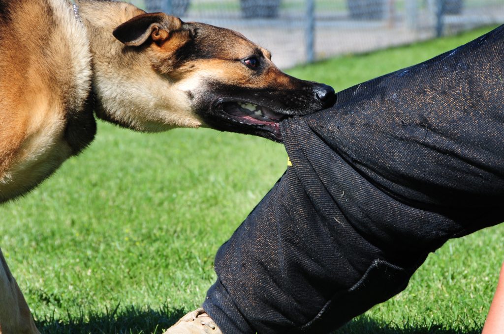 Los Mejores Abogados en Español Cerca de Mí Expertos en Mordeduras, Agravios y Ataques de Perros y Animales en Lomita California